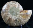 Stunning Polished Ammonite - Half #7225-2